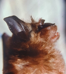 Rhinolophus arcuatus
