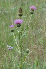 Cirsium wheeleri
