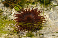 Urticina felina