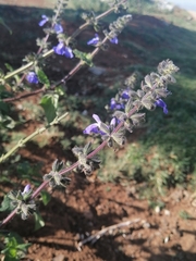 Salvia amarissima