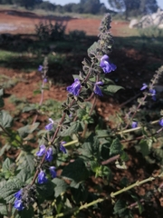 Salvia amarissima