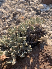 Eriogonum alexanderae