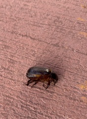 Scarabaeidae