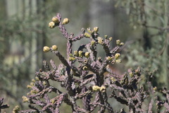 Cylindropuntia thurberi versicolor