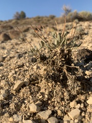 Eriogonum alexanderae