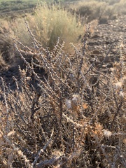 Tetradymia spinosa