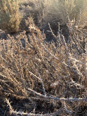 Tetradymia spinosa