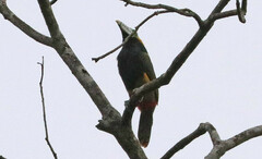 Selenidera maculirostris