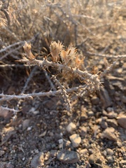 Tetradymia spinosa