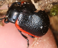 Chrysolina gypsophilae