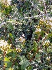 Ageratina glabrata