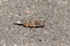 Trimerotropis melanoptera