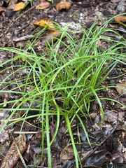 Carex sylvatica