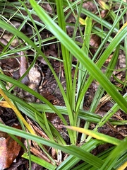 Carex sylvatica