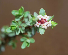 Pimelea oreophila