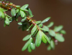 Pimelea oreophila