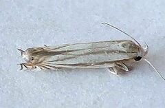 Polyhymno luteostrigella