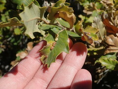 Xanthoteras eburneum