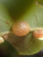 Xanthoteras eburneum