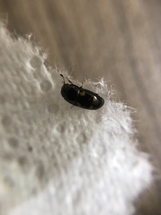 Glischrochilus hortensis