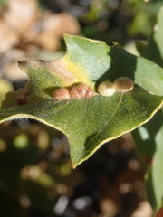 Xanthoteras eburneum