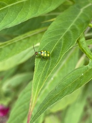 Diabrotica speciosa