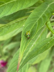 Diabrotica speciosa