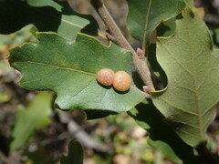 Xanthoteras eburneum