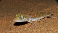 Stenodactylus petrii