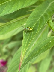 Diabrotica speciosa
