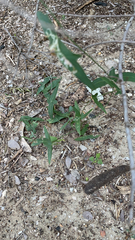 Passiflora tenuiloba