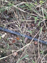 Diplachne fusca