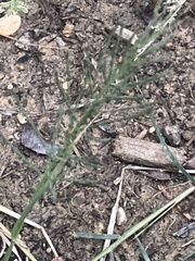 Diplachne fusca