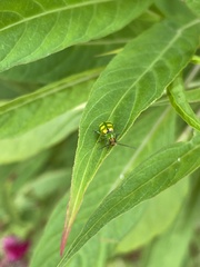 Diabrotica speciosa