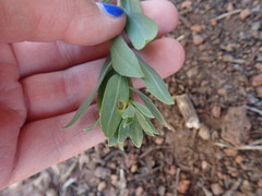 Botryosphaeria dothidea