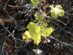 Ribes