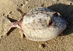 Anoplocapros inermis