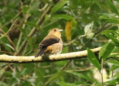 Trichothraupis melanops