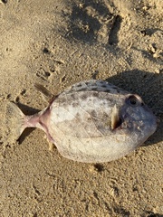 Anoplocapros inermis