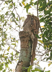 Nyctibius aethereus