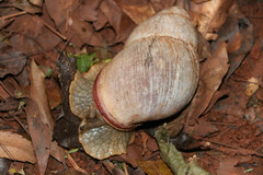 Megalobulimus