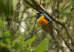 Trogon rufus chrysochloros