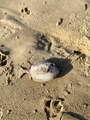 Anoplocapros inermis