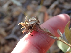 Solidago capulinensis