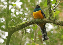 Trogon rufus chrysochloros