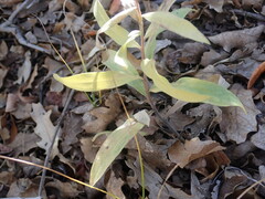 Solidago capulinensis