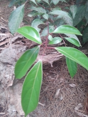 Cinnamomum camphora