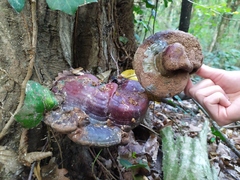 Ganoderma lucidum