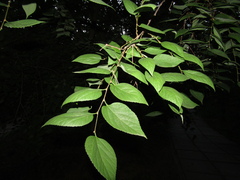 Celtis occidentalis