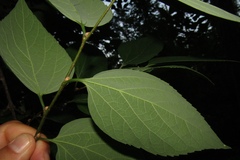 Celtis occidentalis